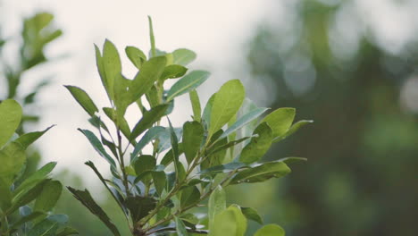 Closeup-of-growing-yerba-mate-bush