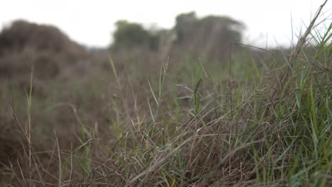 Hierba-Alta-Balanceándose-Suavemente-En-Una-Pradera-Serena-Durante-Las-Primeras-Horas-De-La-Tarde