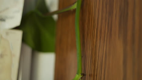 Tilting-down-shot-of-viny-pathose-plant-along-the-side-of-a-wooden-bookshelf-on-sunny-day-in-cozy-home