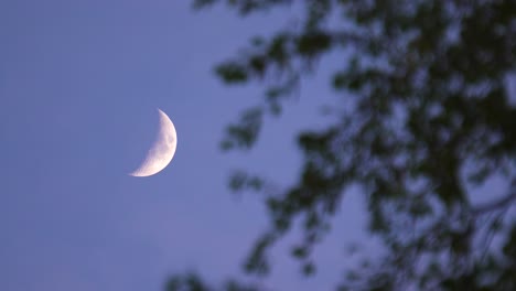 Waxing-crescent-moon-in-clear-blue-sky-with-tree-branch-flutter-in-wind