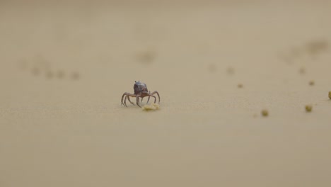 Eine-Soldatenkrabbe-Huscht-An-Einem-Sandstrand-Im-Süden-Australiens-Entlang