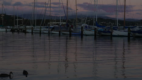 Two-ducks-swim-across-Wellington-Marina-during-sunset,-New-Zealand
