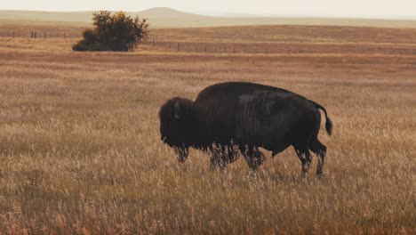 Close-up-of-a-buffalo-bison-walking-across-a-field