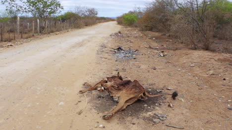 Ein-Rinderkadaver-In-Der-Nähe-Einer-Staubigen-Straße-In-Brasilien