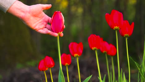 Gärtner-Berühren-Rote-Tulpenblüte-Während-Des-Hellen-Sonnenuntergangs-Zur-Goldenen-Stunde,-Lettland