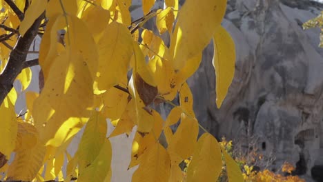 Yellow-leaves-blowing-in-the-wind