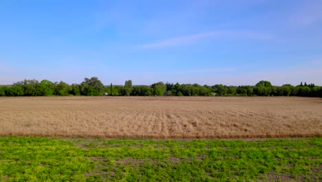 Toma-Aérea-Desde-Una-Plataforma-Rodante-Estableciendo-Un-Campo-De-Trigo-Para-Agricultores-Listo-Para-La-Cosecha