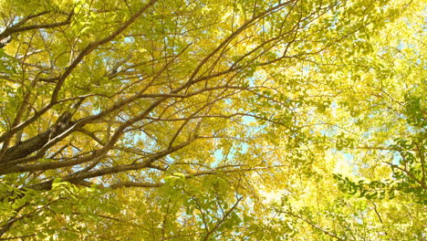 Bottom-up-view-of-ginkgo-tree-in-autumn