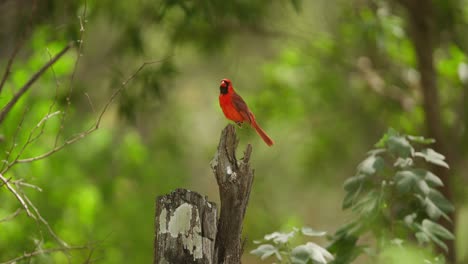 A-vibrant-red-Northern-Cardinal-perched-on-a-tree-stump-in-a-lush-green-forest