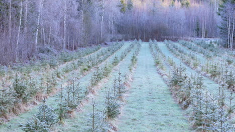 Líneas-Ordenadas-De-árboles-De-Navidad-En-Una-Plantación-Sueca-Junto-A-Bosques-Remotos,-Antena