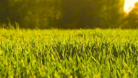 Tiny-pollen-particles-in-air-above-green-wheat-field-during-golden-hour