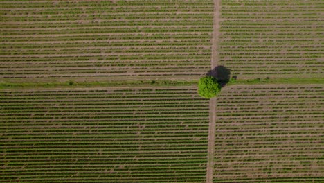 Top-Down-Dolly-Shot-Zur-Festlegung-Der-Reihen-In-Einem-Großen-Weinberg-In-Frankreich