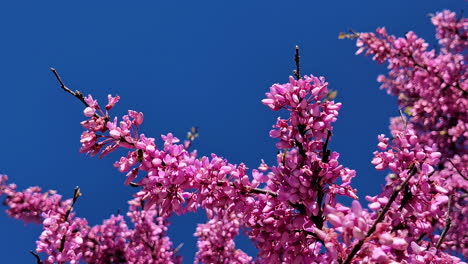 Zeitlupenansicht-Einer-Biene,-Die-Um-Violett-Gefärbte-Blumen-Am-Blauen-Himmel-Fliegt