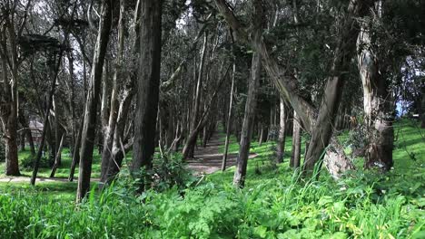 Línea-De-Madera-De-Andy-Goldsworthy,-Plano-Amplio,-ángulo-Bajo-Con-Césped-En-Primer-Plano,-Hermoso-Bosque-En-El-Corazón-De-San-Francisco,-EE.UU.