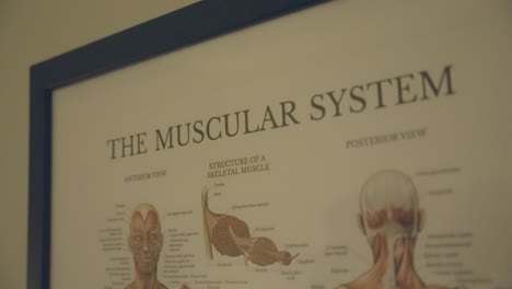 Die-Analyse-Des-Muskelsystems-Beim-Menschen-Beinhaltet-Das-Studium-Eines-Detaillierten-Diagramms