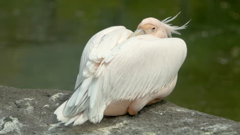 Großer-Weißer-Pelikan-Schläft-Auf-Einem-Felsen-Mit-Großem-Schnabel-Auf-Dem-Rücken