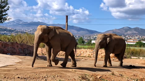 Asian-elephants-in-an-open-range-park-with-Athens,-Greece-in-the-background