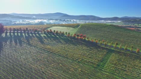 Viñedos-Elevados-Del-Valle-De-Yarra-Cerca-De-Yarra-Glen-En-Victoria,-Australia-Y-Las-Colinas-Cubiertas-De-Niebla-Más-Allá