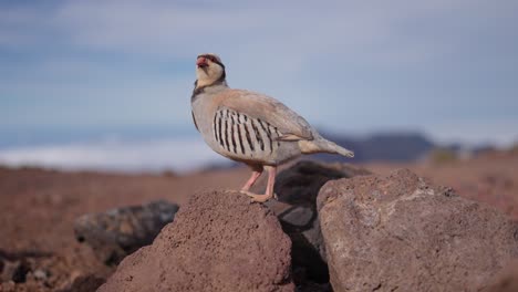 Closeup-profile-view-of-Chukar-partridge-Alectoris-chukar-standing-on-rocks