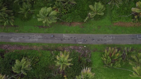 Drone-overhead-shot-of-road-between-trees-and-a-motocycle-rider