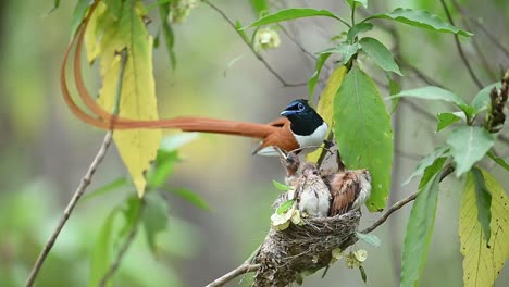 Hermoso-Pájaro-Macho-Paraíso-Indio-Atrapamoscas-Alimentando-A-Los-Polluelos