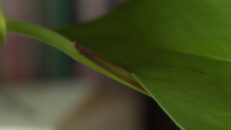 Tracking-closeup-shot-of-details-of-a-viny-pathos-plant-in-front-of-wooden-bookshelf-in-cozy-home-moving-right-to-left