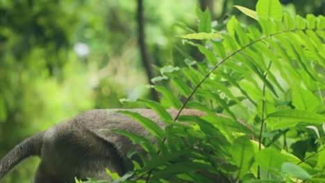 Mono-Macaco-De-Cola-Larga-Caminando-Sobre-El-Suelo-A-Través-De-Plantas-Tropicales-En-El-Bosque-De-Monos-De-Ubud,-Bali,-Indonesia---Seguimiento-En-Cámara-Lenta