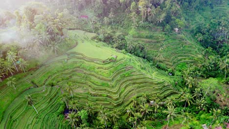 Rice-terrace-in-mystic-jungle,-lush-green-healthy-contoured-cascading-plantation