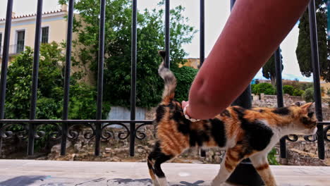 Feral-calico-cat-in-Athens,-Greece-by-the-Museum-of-the-Ancient-Agora