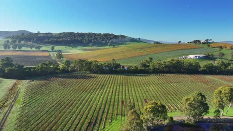 Weinberg-Im-Yarra-Valley-In-Der-Nähe-Von-Yarra-Glen-Mit-Dämmen,-Einer-Straße-Und-Nebel-Auf-Den-Ausläufern-Dahinter