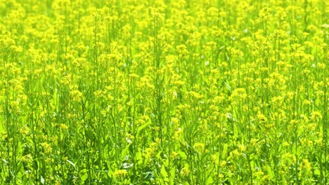 A-vibrant-mustard-field-in-full-bloom-under-bright-sunlight-in-Bangladesh,-Asia