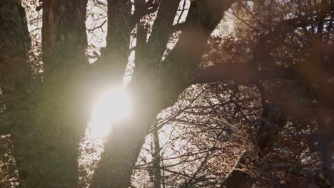 Sunflare-seen-amidst-tree-branches-in-a-forest-in-Patagonia,-Argentina