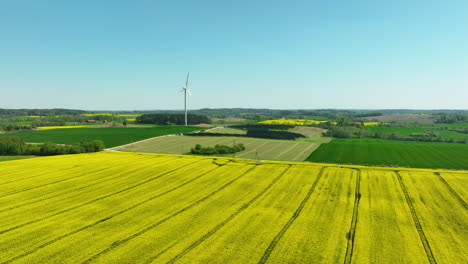 Una-Vista-Aérea-De-Un-Vasto-Campo-De-Colza-Amarillo-Con-Una-Turbina-Eólica-Al-Fondo,-Rodeado-De-Campos-Verdes-Y-Un-Cielo-Azul-Claro