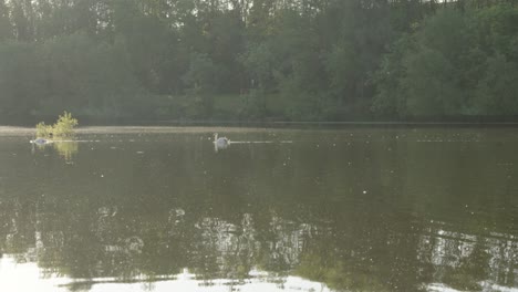 Schwäne-Schwimmen-Sanft-Entlang-Eines-Ruhigen-Sees-Mit-Sonneneinstrahlung-Am-Frühen-Morgen