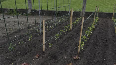 Vista-General-De-Cebollas,-Lechugas-Y-Pimientos-En-Un-Patio-De-Cultivo-Doméstico.