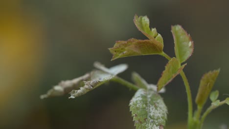 Close-up-of-a-plant-with-young-leaves-and-a-blurred-background
