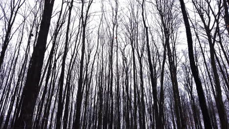 Wide-low-angle-shot-panning-across-rows-of-tall-trees-in-Preservation-Park,-Guelph