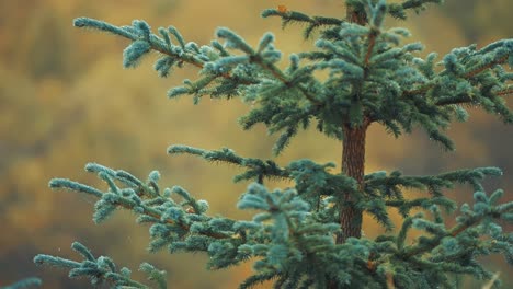 Young-pine-tree-is-covered-with-raindrops-after-the-rain