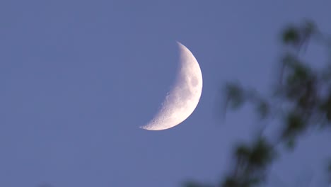 Dramatic-waxing-crescent-moon-phase-in-evening-sky-with-tree-branch-in-wind