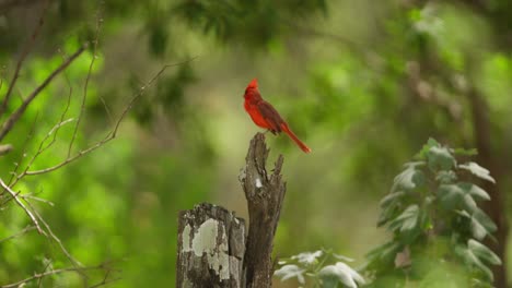 Distinctive-red-plumage-of-male-Northern-Cardinal-perched-on-stump,-profile