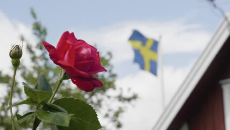 Rose-and-Swedish-Flag-Fluttering-in-the-Wind,-Holiday-in-Sweden,-Close-up
