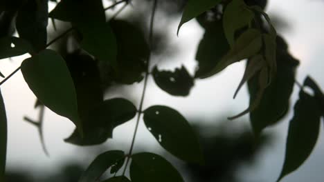 Leaves-swaying-gently-against-a-twilight-sky,-creating-a-tranquil-nature-scene