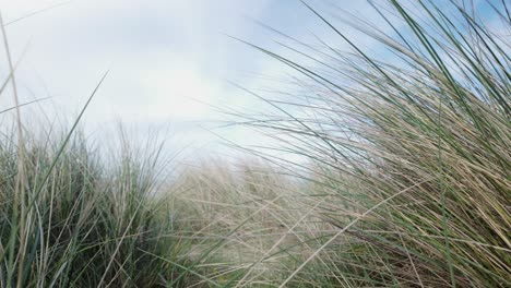 Close-up,-Dune-grasses-sway-in-sea-breeze-at-Southwold-coastal-beach