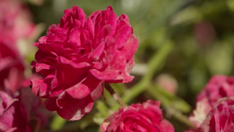 Rosas-Rojas-Vibrantes-En-Plena-Floración-Con-Un-Fondo-Verde-Suave-A-La-Luz-Del-Día.