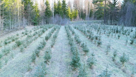 Drone-forward-dolly-over-rows-of-Christmas-tree-plantation-at-sunrise