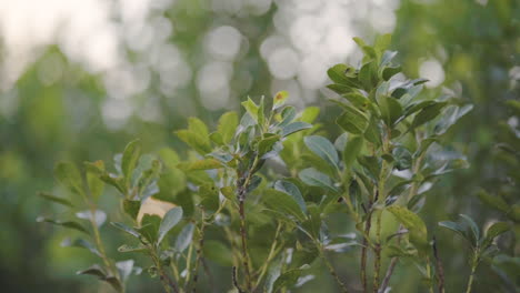 Plant-native-to-South-America-for-preparing-Mate-drink