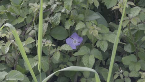 Schöne-Lila-Blume-Wilde-Bigleaf-Immergrün-Wächst-In-Einem-Hinterhof