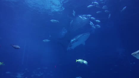 A-whale-shark-glides-through-an-aquarium