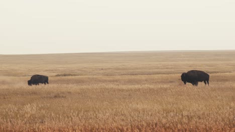 Two-buffalo-bison-stand-alone-in-a-massive-prairie-field