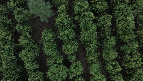 Luftaufnahme-Von-Oben-Von-Yerba-Mate-Nachhaltig-Landwirtschaftlich-Genutzten-Ackerflächen